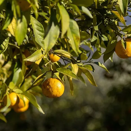 Antike Limonaia - Belvedere Apartman